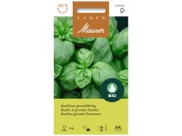 Basilikum grossblättrig Bio