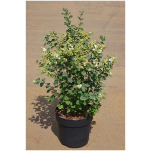 Symphoricarpos 'Magical Candy' in vaso: arbusto con foglie verdi e bacche bianche.