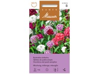 Bartnelke einfach Mischung Bartnelke einfach Mischung