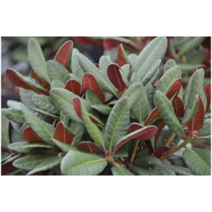 Rododendro rosso in contenitore da 6 l con foglie verde-rosse.