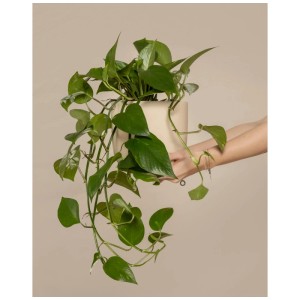 Grand pothos doré (Epipremnum aureum) vert en pot, tenu par des mains. Plante d'intérieur, environ 60-70 cm de haut.