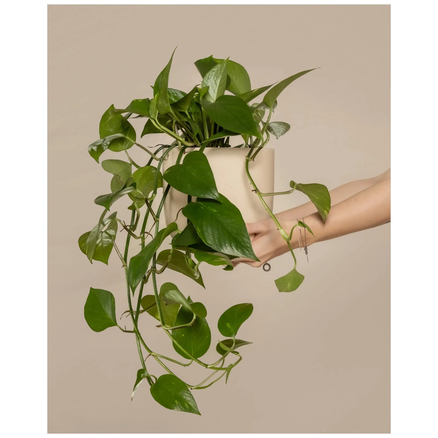 Feey Grosse Efeutute Epipremnum aureum Hhe 60 - 70 cm