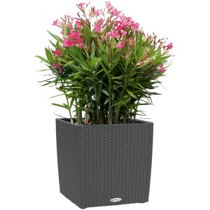 Pot de fleurs Lechuza Cube Cottage, 30x30x30 cm, granite, planté avec du laurier-rose.