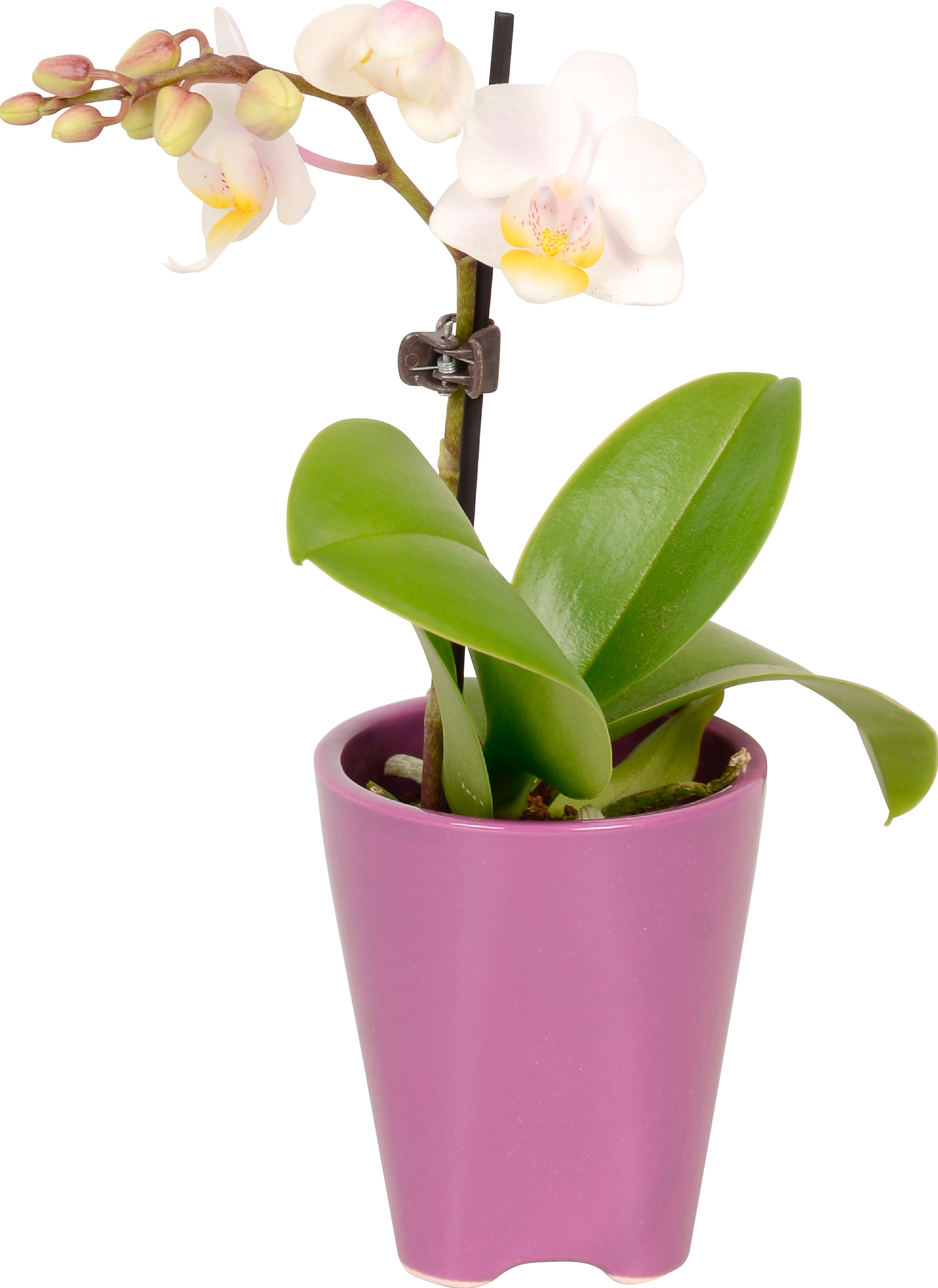 fleur ami, Orchidea farfalla - Phalaenopsis pianta artificiale 71 cm, in  vaso