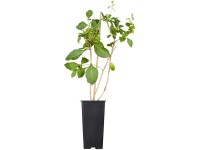 GROW by OBI Bio Goji-Beere Lycium Rot Topf 2 l / Höhe 20 - 30 cm