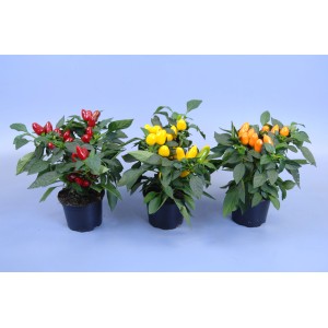Poivron Samba en pot : Plante de poivron avec des fruits rouges, jaunes et oranges.