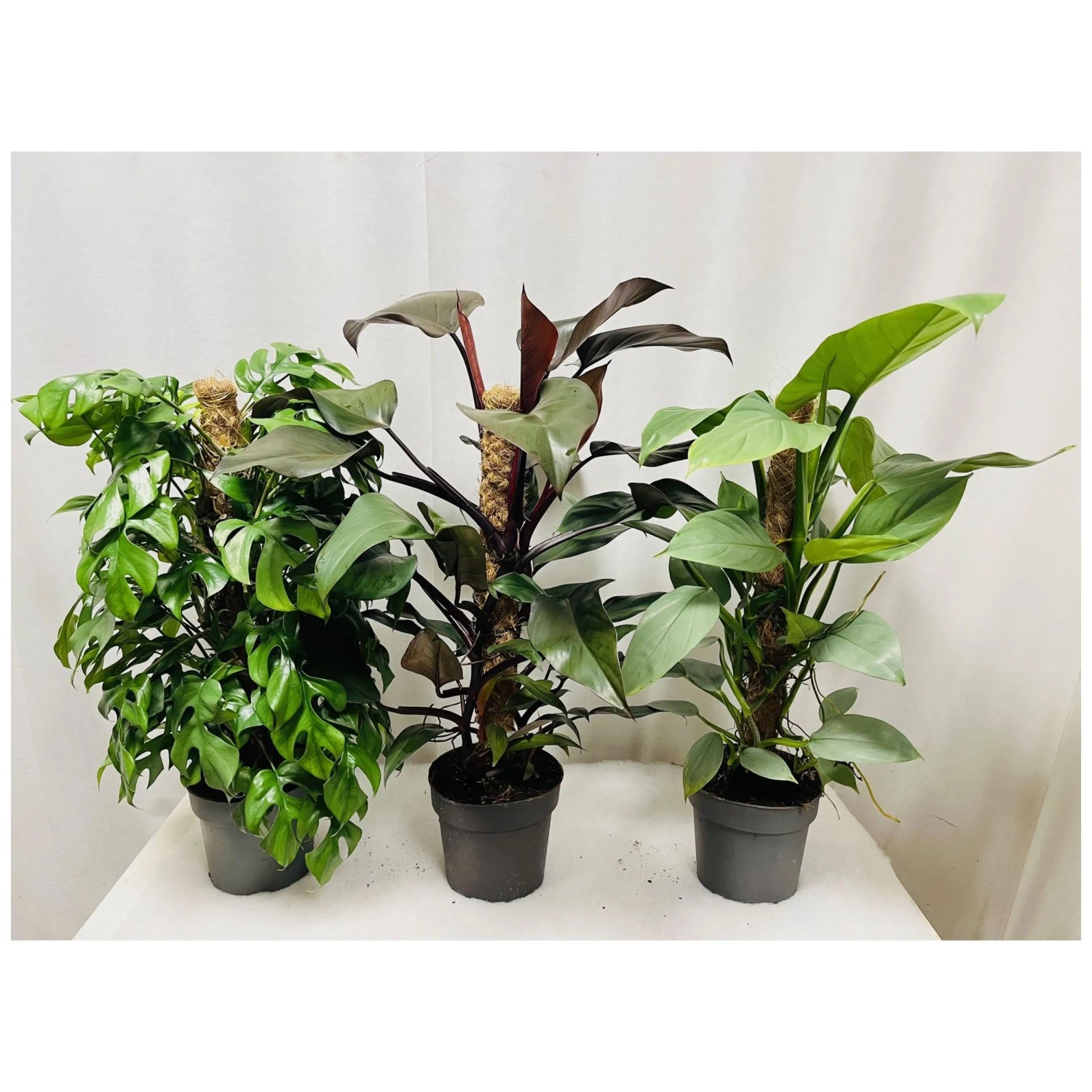 Philodendron kaufen bei OBI