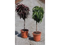 Zwerg-Pfirsich Grün Prunus persica Topf 6 l / 1 Stk.