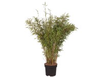 Gartenbambus Panda Fargesia murielae Topf 10 l / Höhe 80 - 100 cm Gartenbambus Panda Fargesia murielae Topf 10 l / Höhe 80 - 100 cm