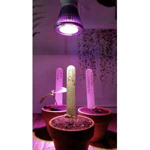 Lampada LED per piante Parus che illumina piantine in vaso, coltivazione di piante con lampada di crescita.