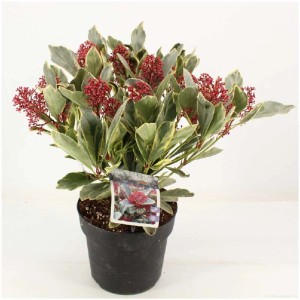 Skimmie Perosa (Skimmia japonica) in vaso con fiori rossi e foglie verde-gialle.