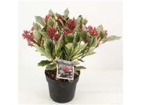 Skimmie Perosa Skimmia japonica Topf Ø 19 cm