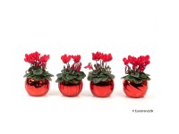 Alpenveilchen Cyclamen persicum Weihnachtstopf Rot Ø 6 cm