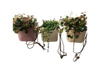 Erbsenpflanze und Leuchterblume Sencio Ceropegia Ampel Topf Ø ca. 9 cm