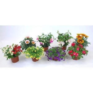 Super Mix de plantes de parterre : Plantes de balcon et de terrasse colorées en pots.