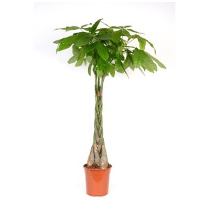 Pachira aquatica (castagno della Guyana) intrecciata in vaso, altezza circa 130 cm.
