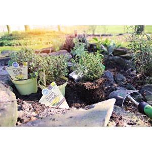 Blu Thym citronné en pot, herbes aromatiques pour jardin et balcon.