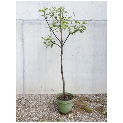 Bio Obstbaum Apfel Idared Spindel Topf Ø 33 cm / Höhe 100 - 180 cm