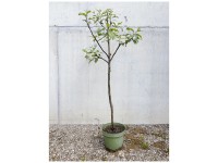 Bio Obstbaum Apfel Idared Spindel Topf Ø 33 cm / Höhe 100 - 180 cm