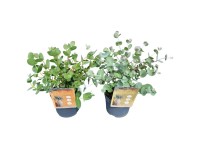 Eukalyptus-Mix verschiedene Farben Topf Ø 13 cm / Höhe 20 - 40 cm / 1 Stk.