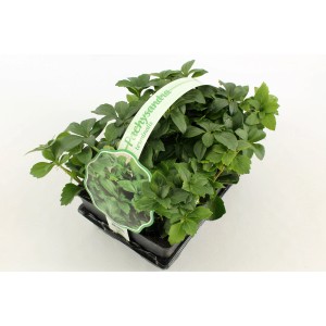 Couvre-sol Pachysandra Terminalis en pot, persistant et rustique.