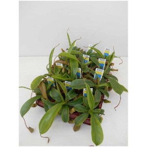 Nepenthes Soper, fleischfressende Pflanze im 9 cm Topf mit schmalen Blättern und Kannen.