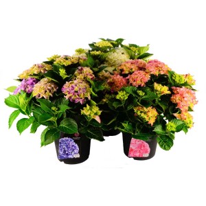 Hortensia Hydrangea macrophylla Mix Colours en pot, couleurs variées.