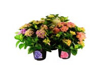 Bauernhortensie Hydrangea macrophylla Mix Colours Topf Ø 21 cm / 1 Stk.
