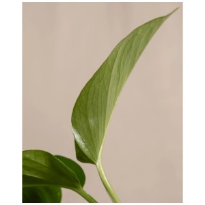 Gros plan sur une feuille verte de l'Epipremnum aureum (Pothos) de Feey.