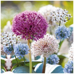 Mehrfarbige Allium Kollektion von GROW by OBI, 35 Blumenzwiebeln für Beet und Kübel.