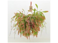 Korallenkaktus Red Coral Pseudorhipsalis Topf Ø 21 cm