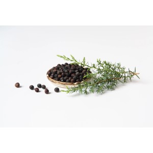 Genévrier Blu Grill en pot (Ø 12cm) avec branche et baies.