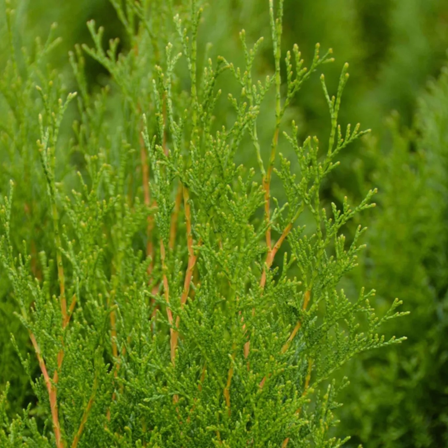 Thuja kaufen bei OBI