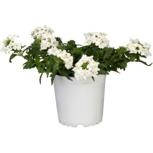 GROW by OBI Verveine en pot, fleurs blanches. Plante suspendue pour balcon et jardin.