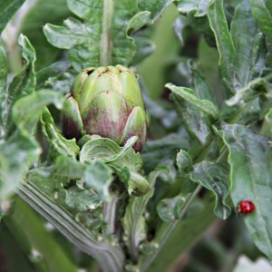 Artichaut vert frais (pot Ø 11cm) dans le jardin, entouré de feuilles.