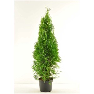 Smeraldo Albero della vita (Thuja occidentalis) in vaso, pianta da siepe verde.