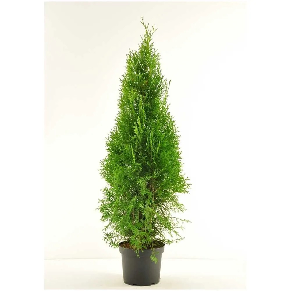 thuja unterschiede Thuja Smaragd kaufen – schmale Hecke main image 1