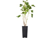 GROW by OBI Bio Johannesbeere Titania Ribes Schwarz Topf 2 l / Höhe 20 - 30 cm