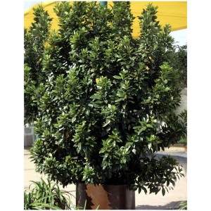 Laurier sauce Laurus nobilis en pot, plante persistante aux feuilles aromatiques.