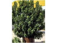 Lorbeerbaum Laurus nobilis Topf Ø 5 cm / Höhe 80 - 100 cm