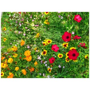 Tapis de fleurs Clever Nature en fleurs, prairie fleurie basse avec des fleurs rouges, jaunes et oranges.