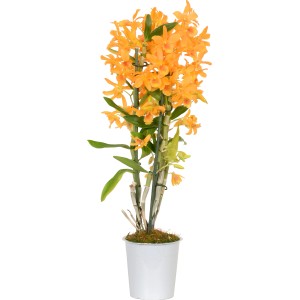 Orchidée bambou Nobilee jaune-orange en pot, 2 pousses, plante d'intérieur.