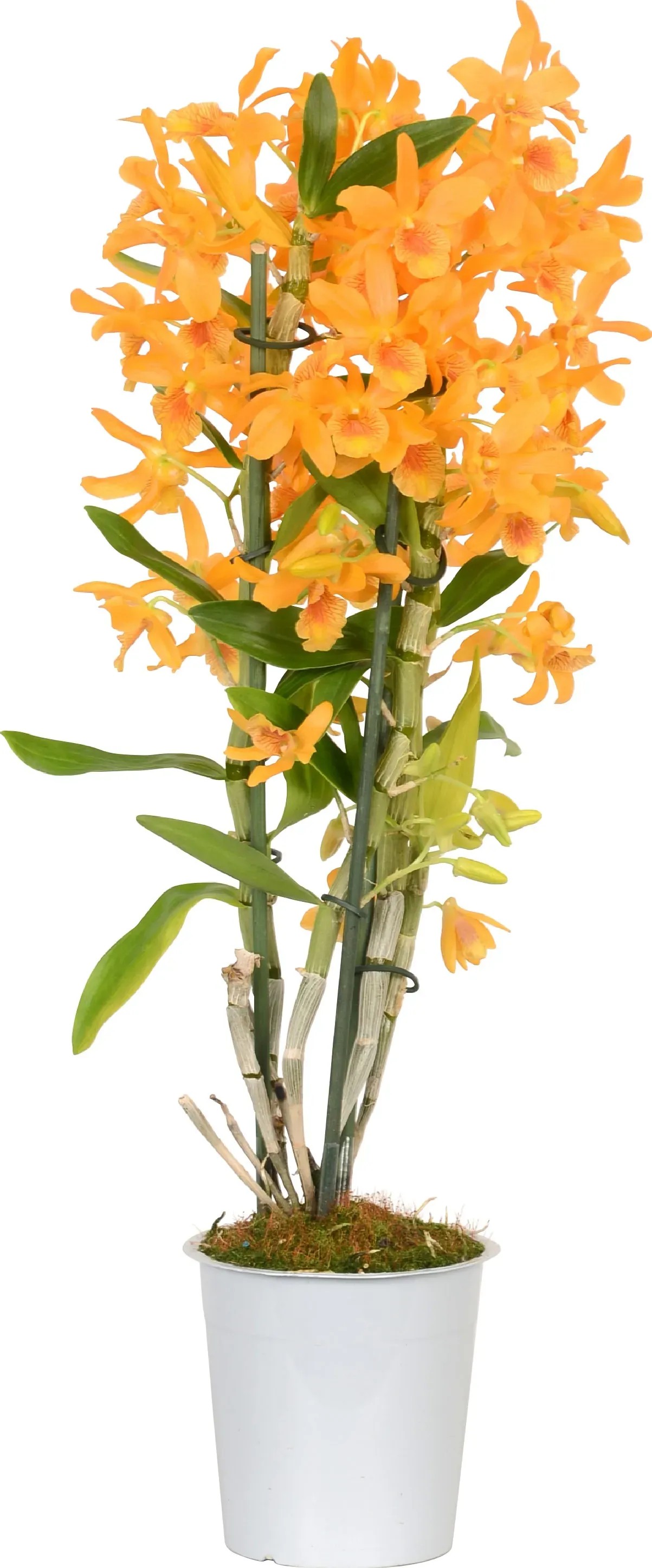 Bambusorchidee Nobilee Dendrobium 2-Trieber Gelb-Orange Topf  12 cm / 1  Stk.