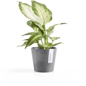 Pot de fleurs Ecopots Amsterdam, Ø 10,5 cm, gris, avec plante Dieffenbachia.