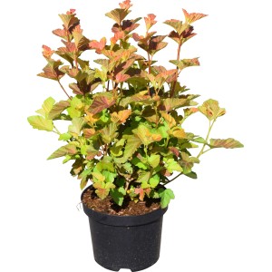 Physocarpe Amber Jubilee en pot, env. 40-60 cm de haut, avec feuillage multicolore.