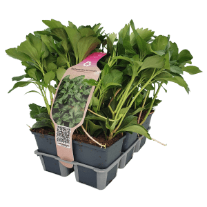 Lot de 6 Pachysandra terminalis en pot, idéal comme couvre-sol pour les zones ombragées.