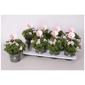 Géranium Angel Eyes en pot, couleurs variées. Fleur d'été pour massifs et balcons.