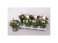 Geranie Angel Eyes Pelargonium zonale verschiedene Farben Topf Ø 12 cm / 1 Stk.