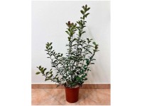 Glanzmispel Red Robin Photinia fraseri Topf Ø 23 cm