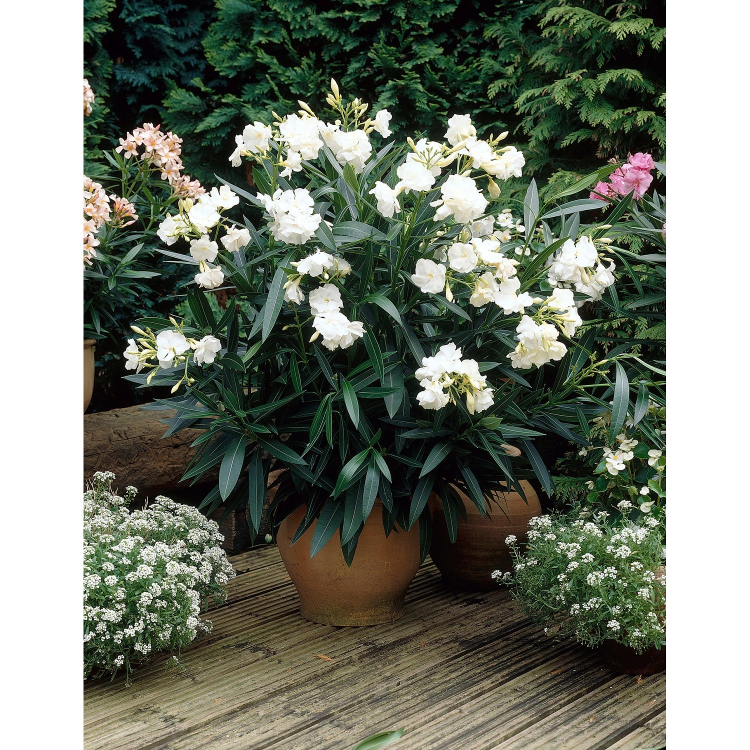 GROW by OBI Oleander Nerium Weiss Topf Ø 17 cm kaufen bei OBI